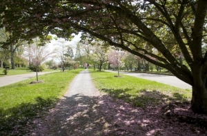 Urban Forestry Grants Open Urban Forest Knoxville Tennessee Streetscape