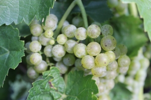 White Grapes in Tennessee