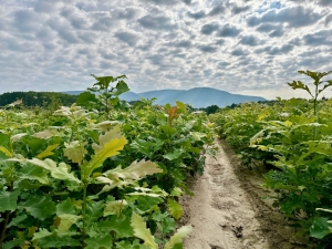 Tennessee Bur Oak Seedlings