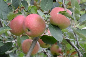 Specialty Crop Apples