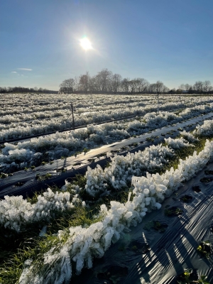 Amazin Acres Spring Plants Treated During Freezing Temperatures