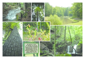 Forest Legacy Program in Marion County