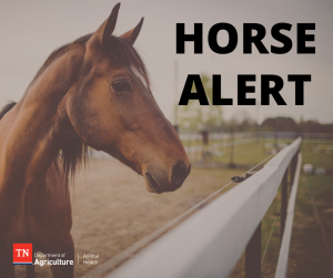 Virus Detected in West Tennessee Horse