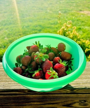 Cabin Hill Farm Strawberries Tennessee