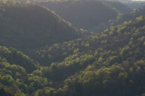 Skinner Mountain Forest in Tennessee
