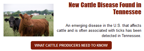 New Cattle Disease Detected in Tennessee