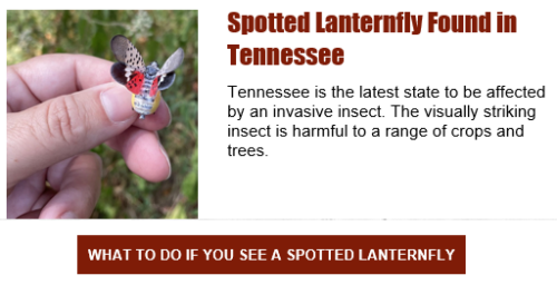 Spotted Lanternfly Detected in Tennessee