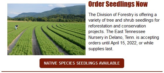 Orders Now Accepted for Division of Forestry Tree Seedlings