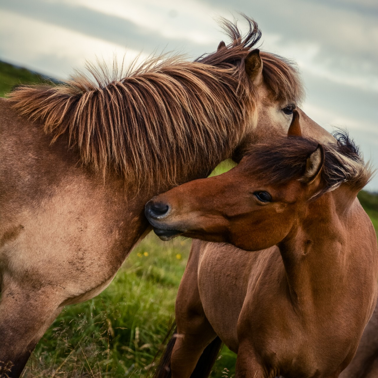 The photo shows two brown beautiful horses in a green meadow on a cloudy day nuzzling one another’s necks and manes.
