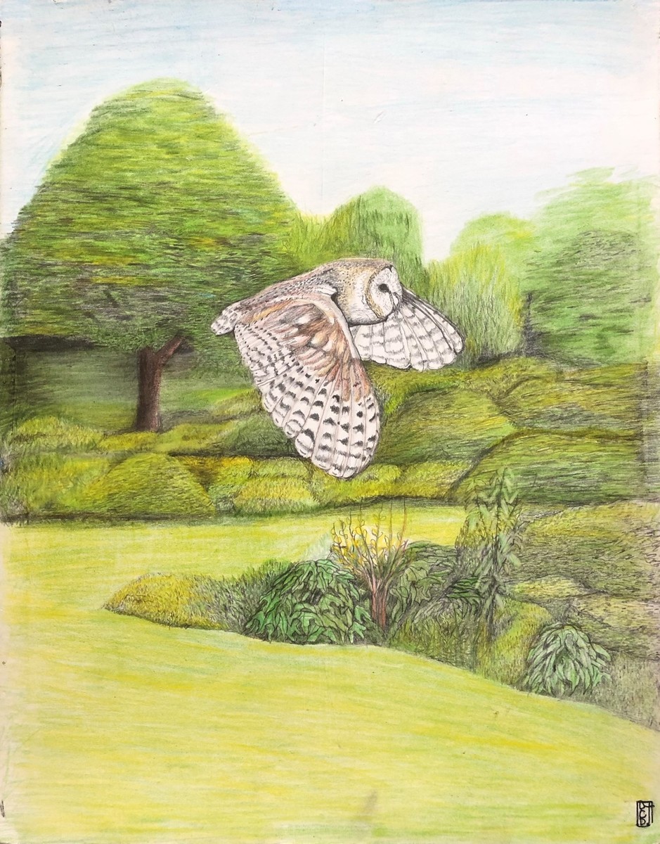 A colored pencil sketch of an owl flying in front of some trees. The lines of the trees and bushes in the background are all very soft in a way that suggests they are in motion, blowing in the wind. The owl is draw with more detail in its brown and white and gray feathers.