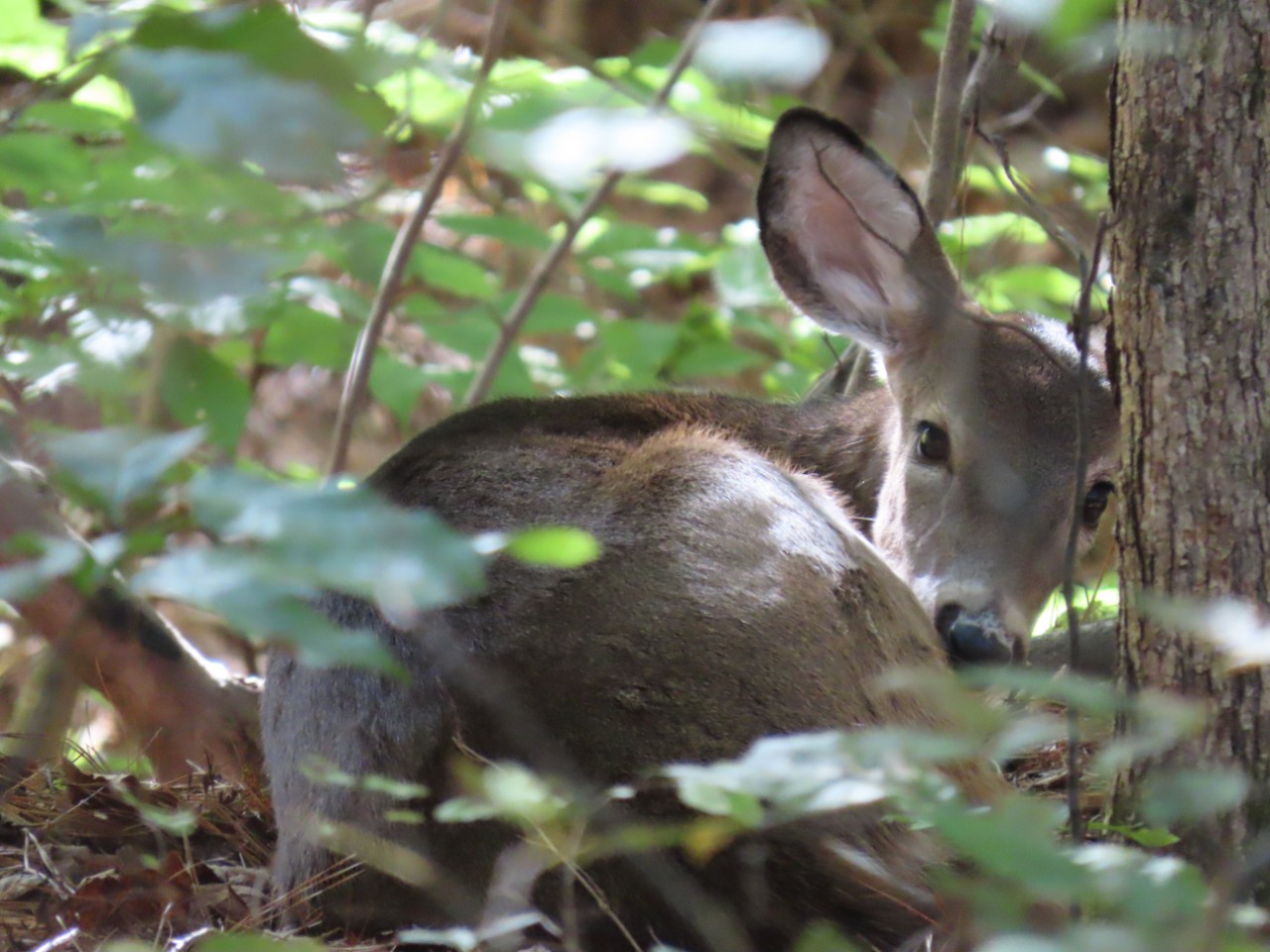 A deer is curled up at the base on a tree in a forest, surrounded by foliage. The deer looks right at the camera