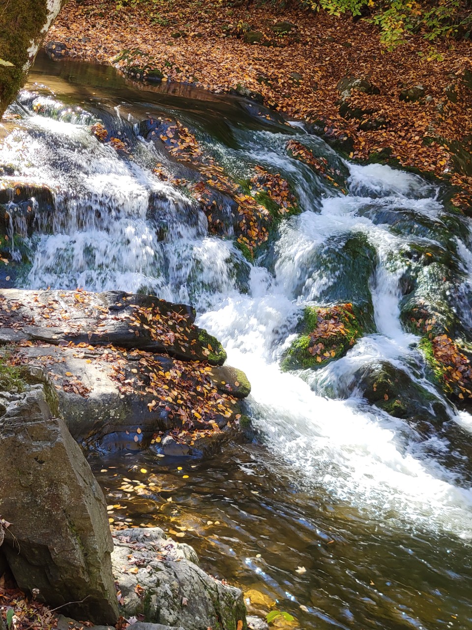 A bubbling waterfall cascades down many rocks with fall leaves covering the banks around the stream.