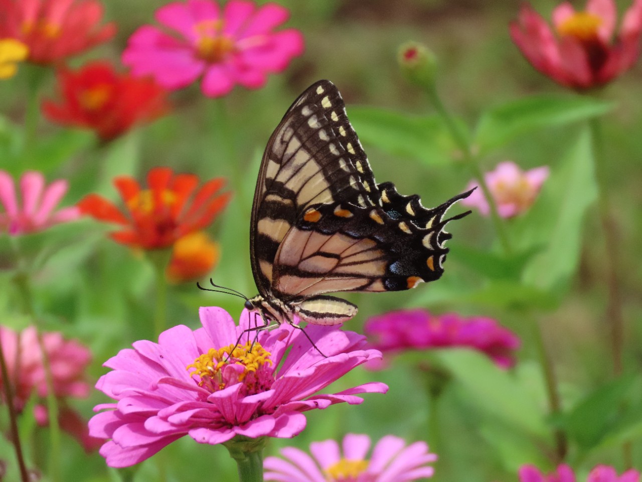 a closeup photo of a black and tan butterfly perched on a purple flower in a field of red and purple flowers