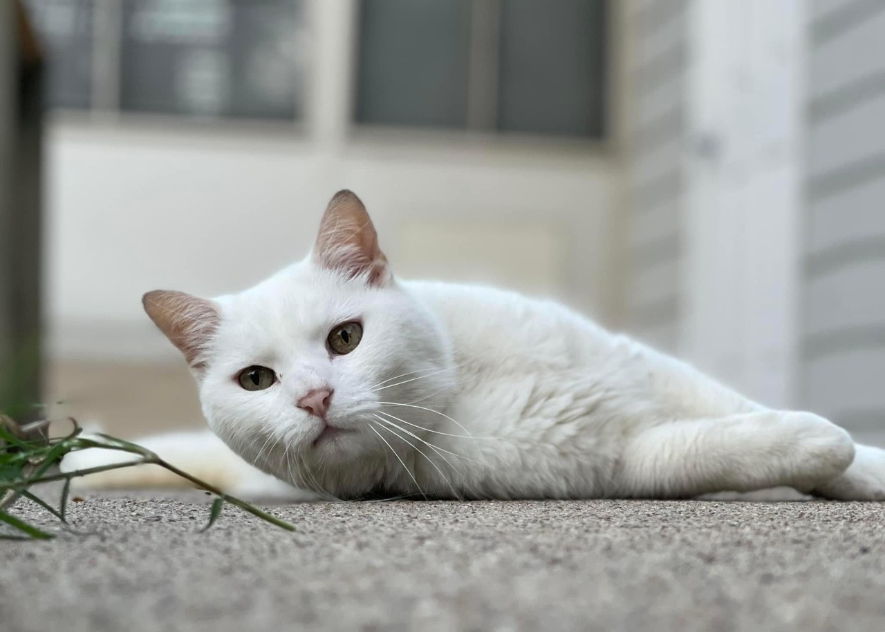 a close-up photo of a white short-haired cat laying sideways on a porch in front of a house.