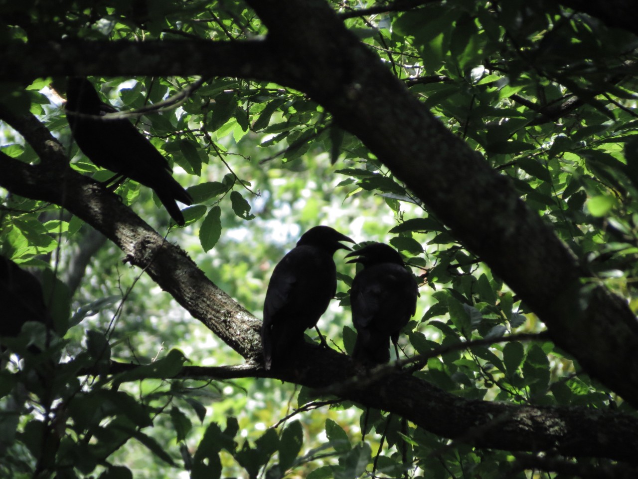 A high-contrast photo shows two ravens in silhouette, perched on a large branch, surrounded by leaves. Another large branch is in the foreground. Another bird can just be seen further off in the upper left corner. The background shows bright, dappled sunlight.