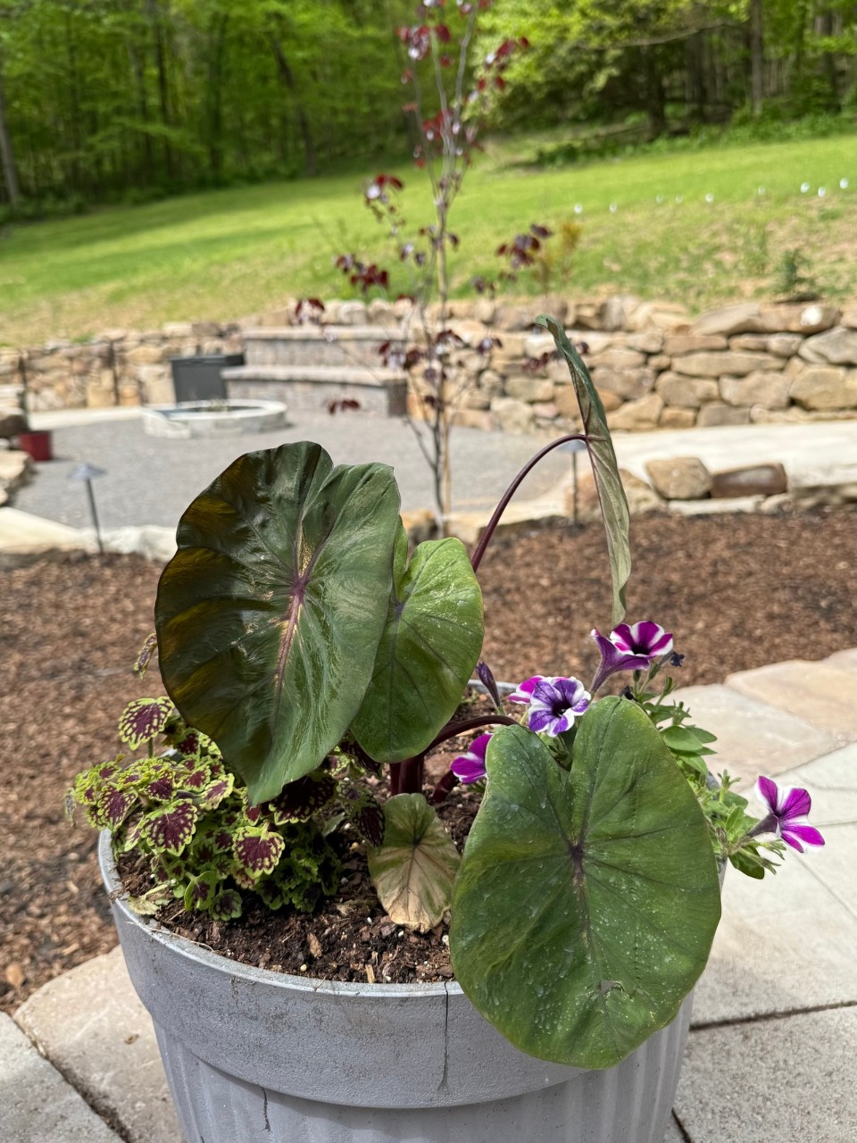 A large outdoor planter with a mix of foliage and flowering plants. Prominent are large, dark green elephant ear leaves with purple stems, bright purple-and-white petunias, and a green-and-burgundy coleus. In the background, a circular stone fire pit area and stone retaining wall are visible, surrounded by a grassy yard and trees.