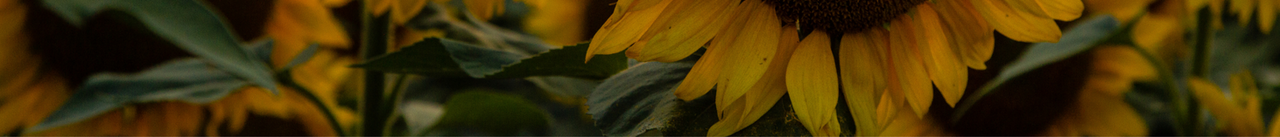 Banner image for the August 2025 issue of Monthly Council News from the Tennessee Council on Developmental Disabilities. The background shows soft white rays and water ripple patterns. The overall design evokes a summery, poolside feel. Text reads: June 2025 – Monthly Council News – The latest news from the Tennessee Council on Developmental Disabilities – TN.GOV/CDD.lu