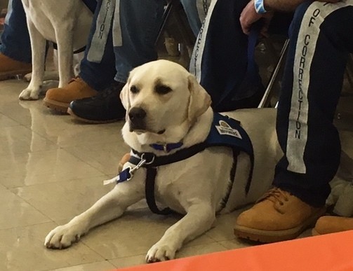 Photo of White Dog With Harness
