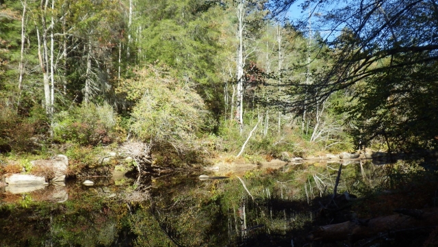 A swimming hole surrounded by trees