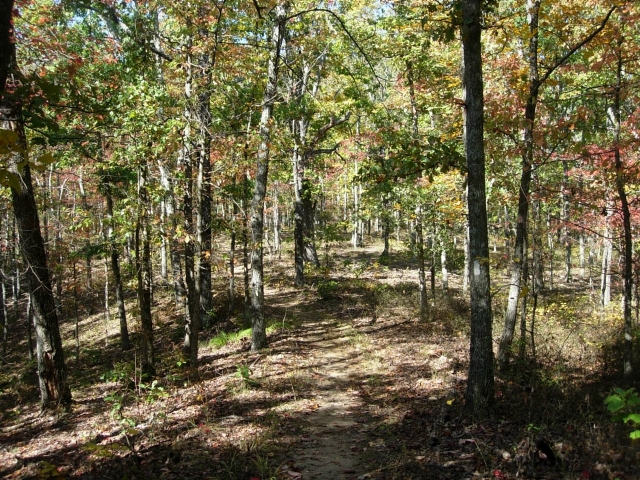 A trail through an oak forest at Devil's Backbone State Natural Area