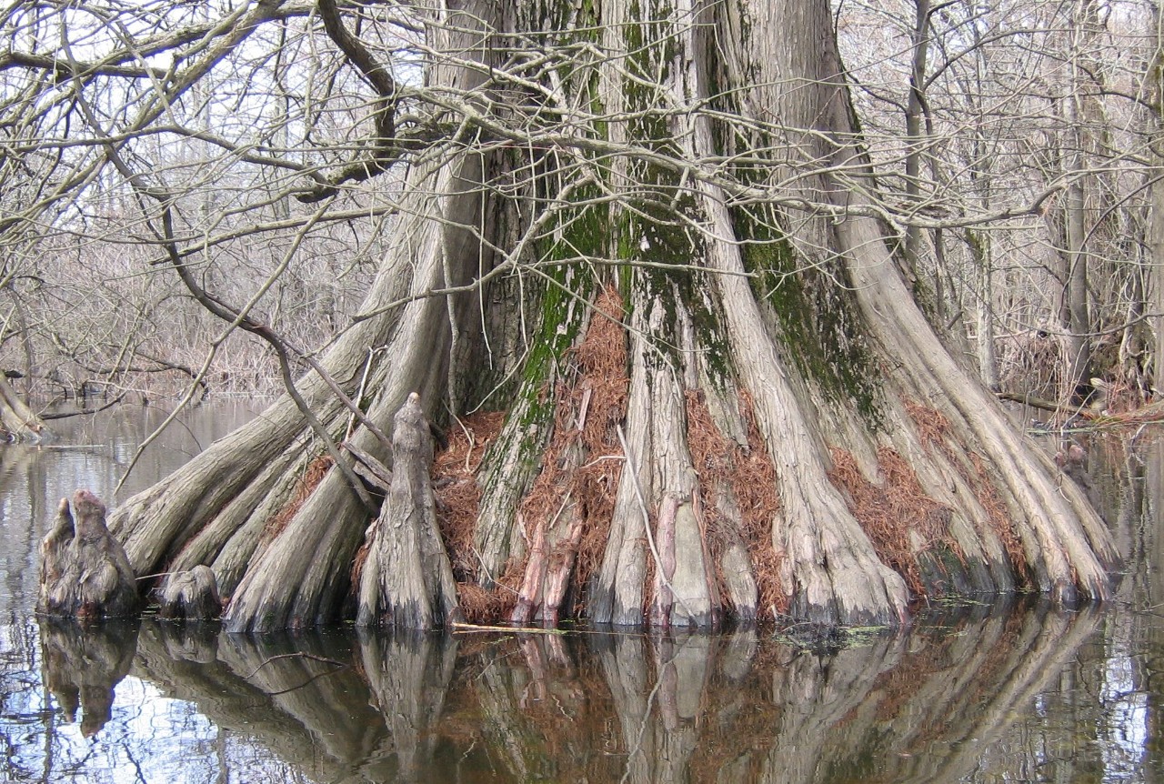 A wide base of a cypress tree coming out of the water
