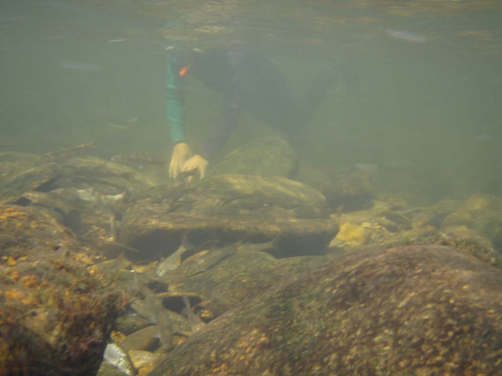 Conasauga Scenic River