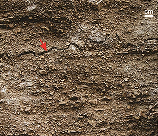 fig-4b-weathered-exposure-of-crinoid-limestone