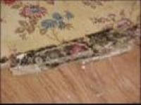 mold growing on a wet rug