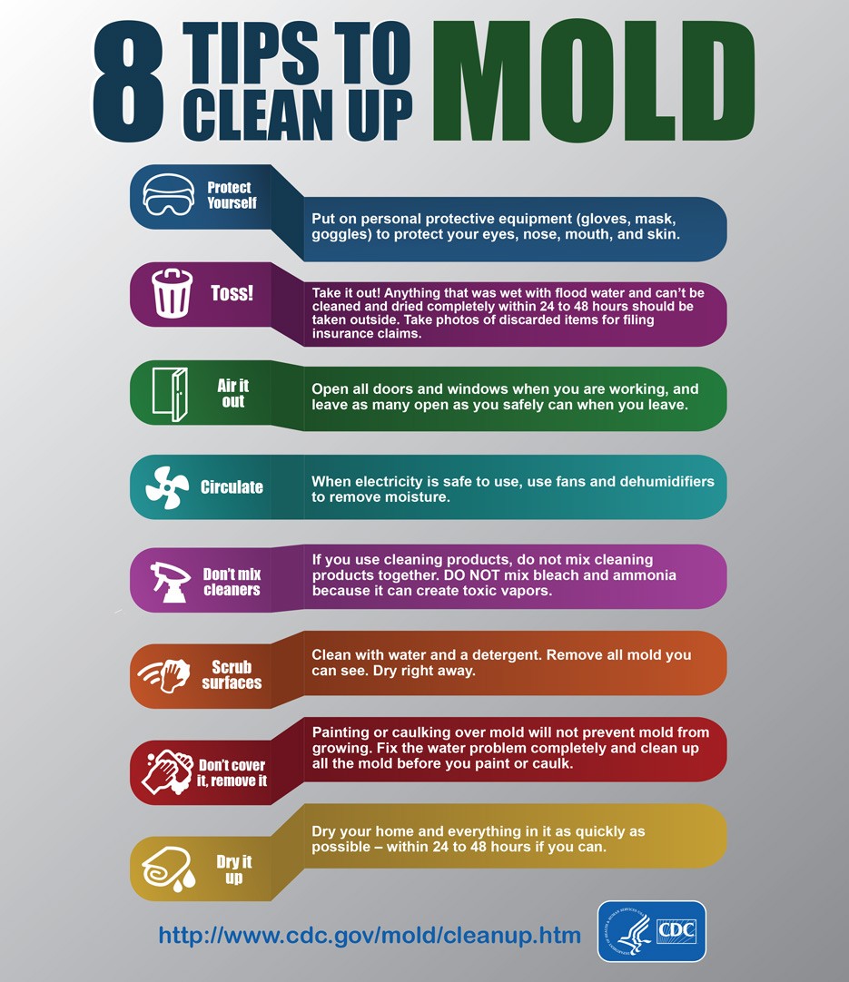 8 Tips to Clean Up Mold 8 Tips to Clean Up Mold Infographic