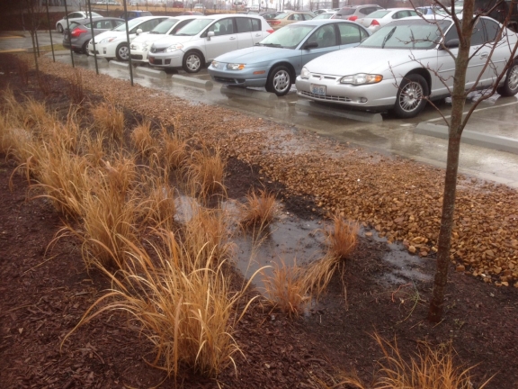 photo of a raingarden collecting rain water from parking lot