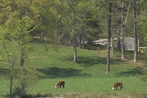 photograph of rural Tennessee