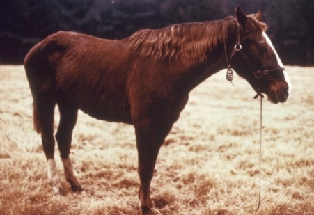 Equine Encephalitis Viruses: Eastern Equine, Venezuelan Equine, and Western Equine