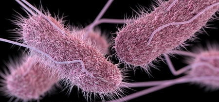 Salmonellosis