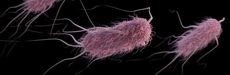 Shiga Toxin-Producing Escherichia coli (STEC)