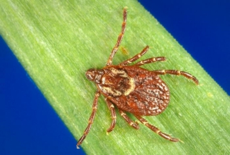 Spotted Fever Rickettsiosis