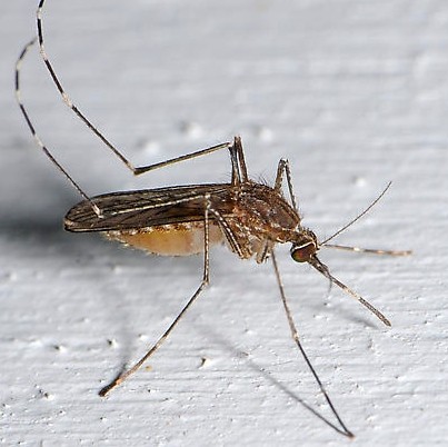 Western encephalitis mosquito