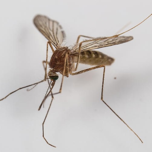 White-dotted mosquito