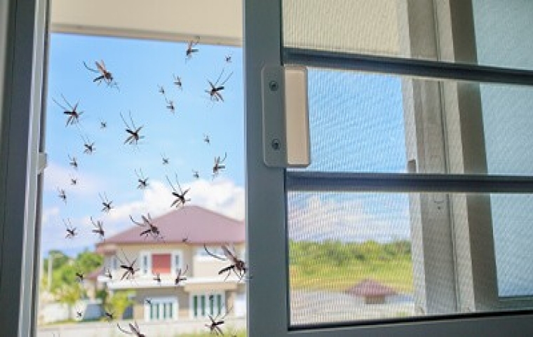 Mosquitoes entering through an open screen window