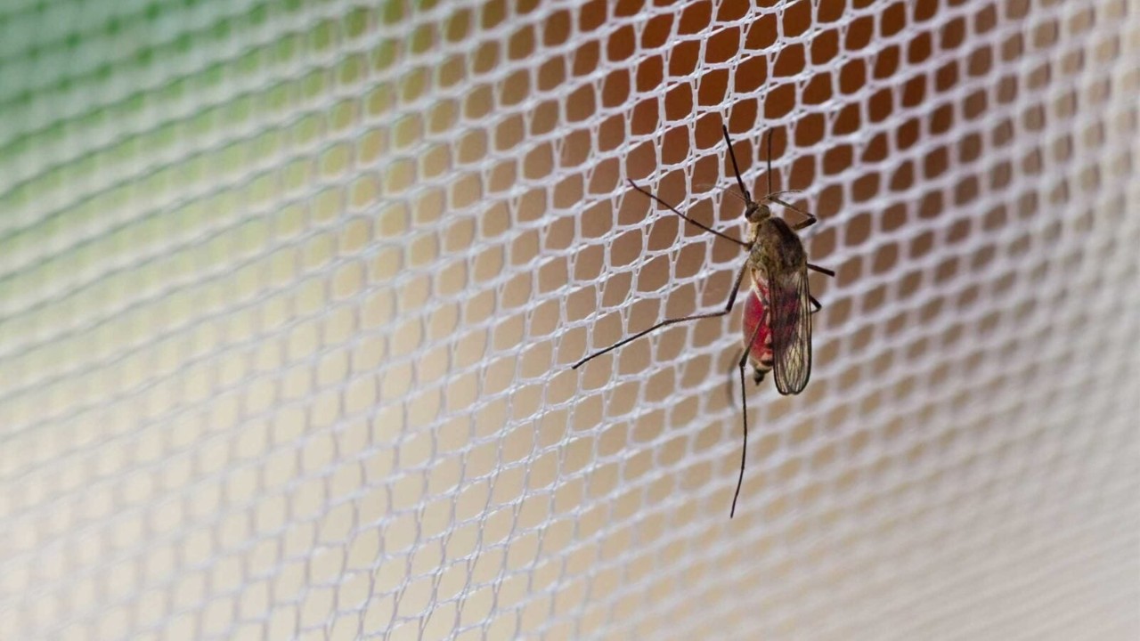 Mosquito on a bed net