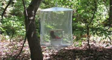 Mosquito surveillance trap hanging from a tree in a wooded area.