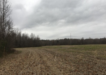 Image of an open field with a tree line and telephone pole in the background