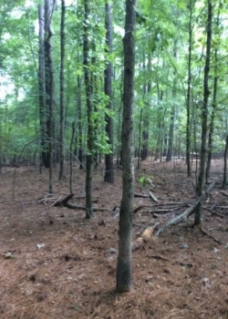 Image of a forest with fallen tree limbs