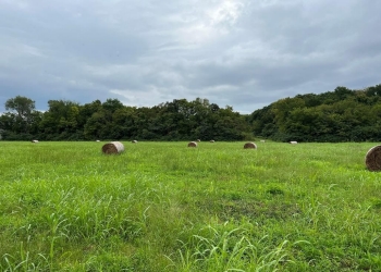 Image of a field of green grass with hay bales