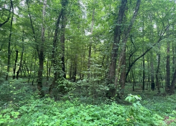Image of a forest with green foliage