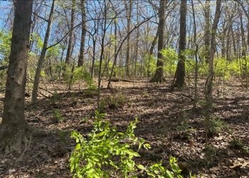 Image of trees in the winter time with no leaves, known as the Essary Tract