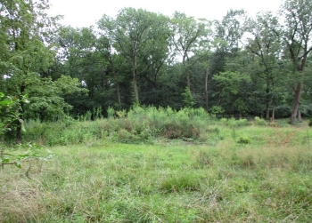 Image of a grassy field with trees in the background, known as Shy's Hill Tract