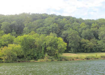 Image of a tree line with a body of water in the foreground, known as the Charton Tract