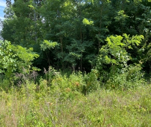 Image of Ft. Redmond Historic Site, green shrubbery and trees Parker's Crossroads