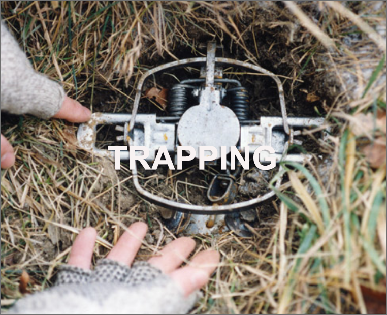 Trapping game at Natchez Trace