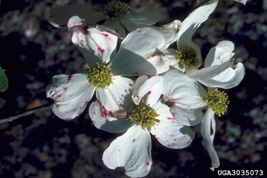 Several white dogwood-like flowers affected by anthracnose, characterized by reddish-pink to reddish-brown spots scattered across their large, white bracts.